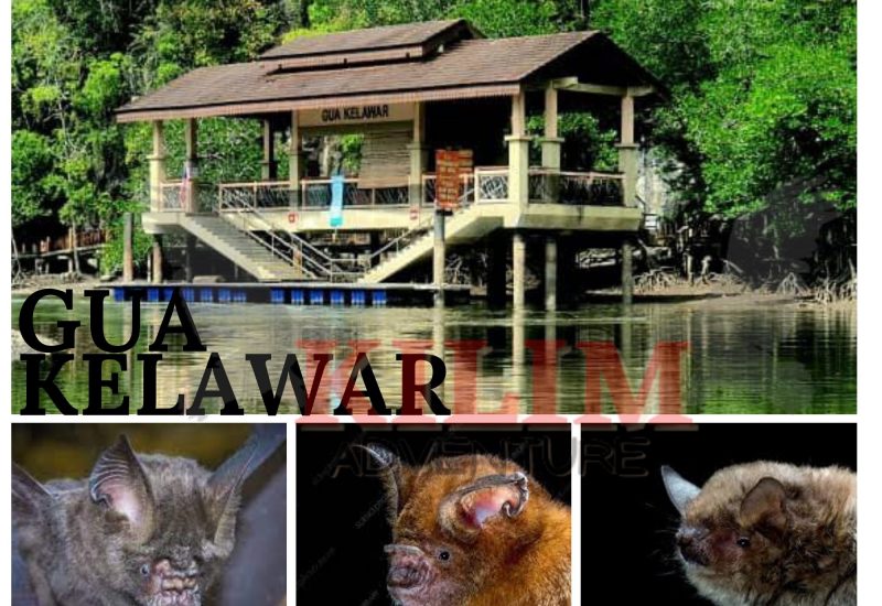 gua kelawar
